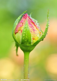 粉红乳尖引发的情事