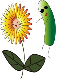 菊花精的成长史