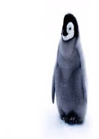 中短篇 无情之爱